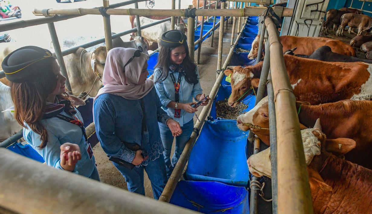 Salah satu lapak hewan kurban menghadirkan konsep berbeda dengan menampilkan Sales Promotion Girl (SPG) berkostum ala pramugari untuk menyambut calon pembeli. Tampak dalam foto, beberapa Sales Promotion Girl (SPG) dengan mengenakan kostum ala pramugari melayani calon pembeli di Mall Hewan Qurban H. Doni, Depok, Jawa Barat, Senin (11/5/2026). (merdeka.com/Arie Basuki)