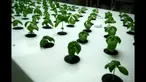 Ayo menyimak cara berkebun dalam ruangan (indoor) dengan menggunakan teknik aeroponik.