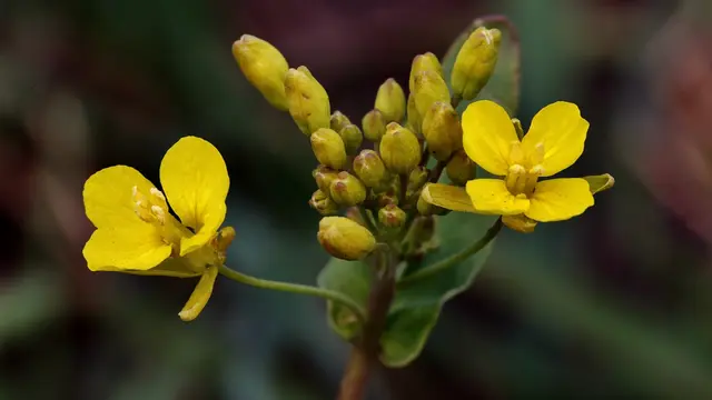 Teliti Tumbuhan Johar sebagai Obat Malaria