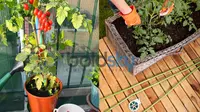 apa yang sebaiknya Anda lakukan jika ingin menanam tomat di pekarangan rumah?