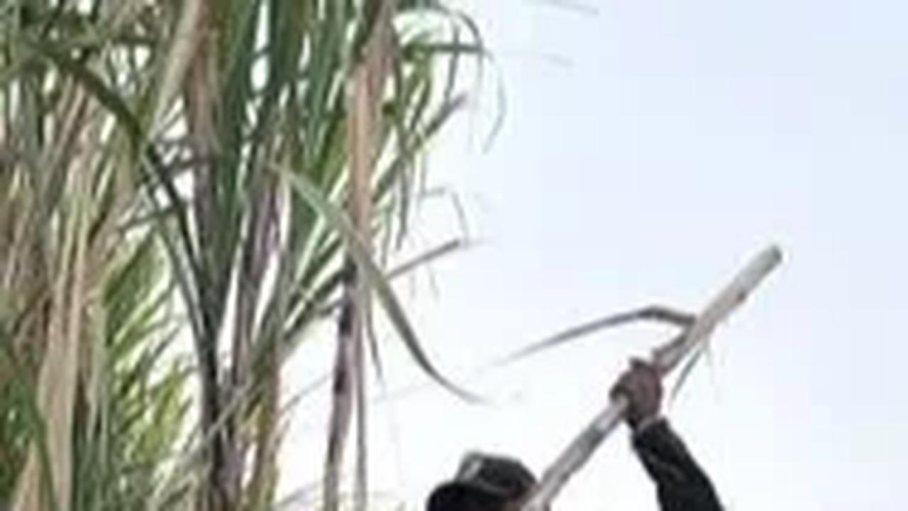 Program Makmur Jadi Upaya Kejar Target Swasembada Gula, Produktivitas Tebu Naik Jadi Segini