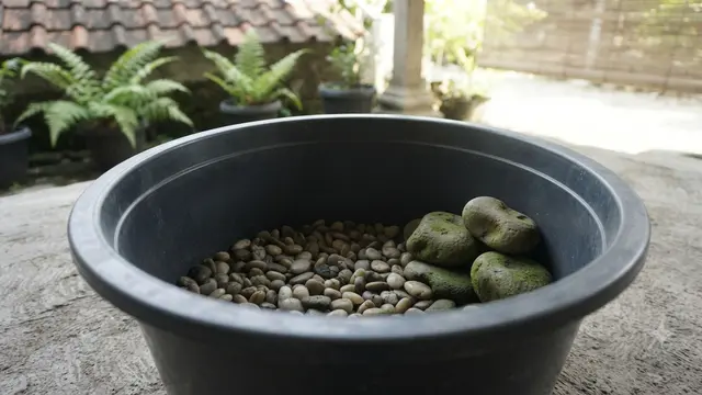 Cara Membuat Kolam Ikan Mini dari Ember Bekas Bergaya Zen Ala Jepang dengan Menyusun Bagian Dasar Kolam Agar Bergaya Zen