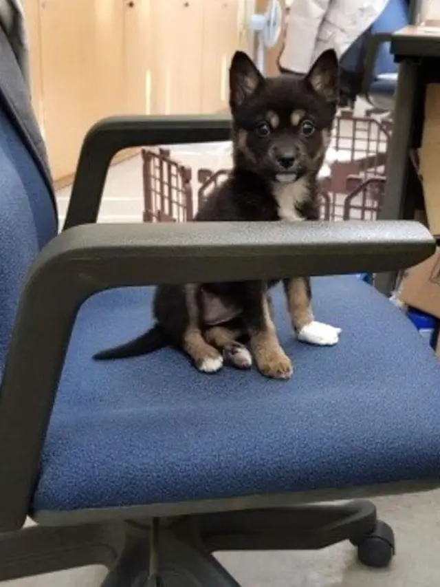 [Bintang] Supaya Karyawan Nggak Malas-malasan, Perusahaan Ini Memperkerjakan Anjing Penjaga