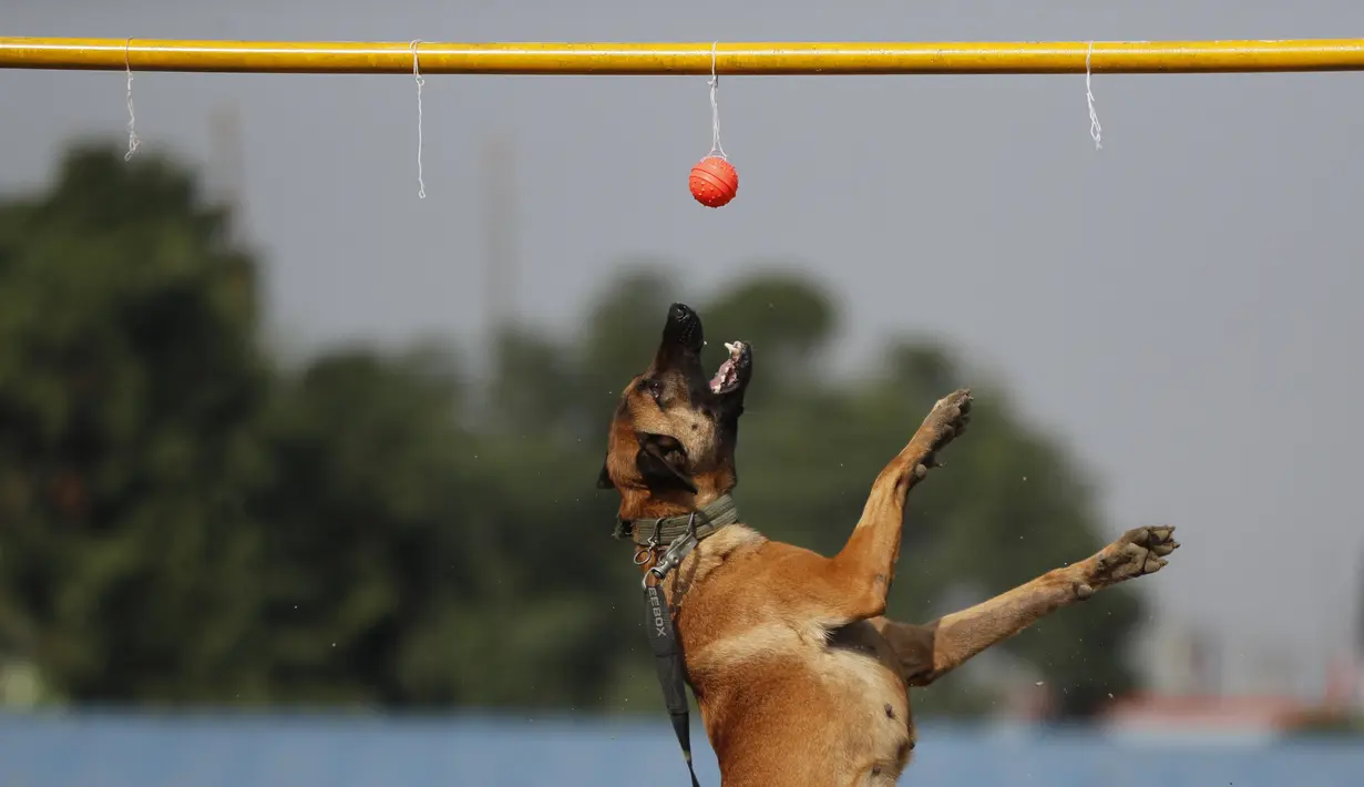 Seekor anjing polisi melakukan aksi selama festival Tihar di sebuah divisi kennel di Kathmandu, Rabu (3/11/2021). Anjing disembah untuk mengakui peran mereka dalam memberikan keamanan pada hari kedua festival Tihar, salah satu festival Hindu terpenting. (AP Photo/Niranjan Shrestha)