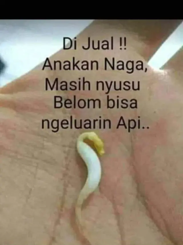 6 Status WhatsApp Ibu-Ibu Tentang Bahan Masakan Ini Kocak