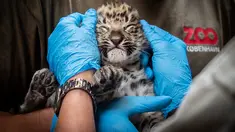 Petugas memeriksa seekor bayi macan tutul di Kebun Binatang Kopenhagen, Denmark pada 10 Juli 2019. Kebun binatang ini baru memperkenalkan anak macan tutul yang lahir pada 10 Juni bulan lalu. (Photo by Liselotte Sabroe / Ritzau Scanpix / AFP)