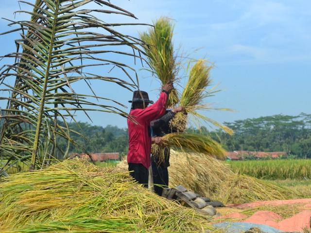 130 Juta Orang Bisa Kelaparan Akibat Pandemi Corona Covid 19 Global Liputan6 Com