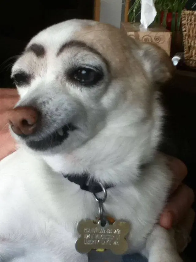 8 Potret Anjing Pakai Makeup Seperti Alis Ini Bikin Ekspresinya Kocak