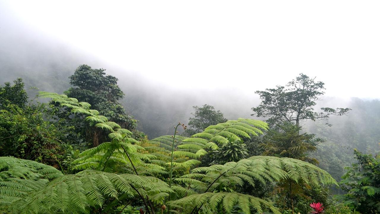Hutan lindung di lereng Gunung Slamet. (Foto: Liputan6.com/Muhamad Ridlo)