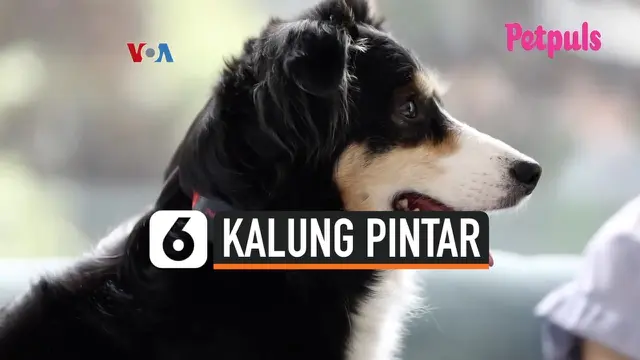 VIDEO: Kalung Pintar Pelacak Perasaan Anjing Peliharaan, Seperti Apa?