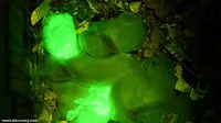 Lihat! Kelinci Glow in the Dark Rekayasa Ilmuwan Turki