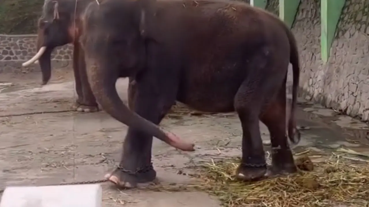 Momen Kasihan Satwa di Waduk Gajah Mungkur Wonogiri Dirantai dan Ditempatkan Kandang Tak Layak