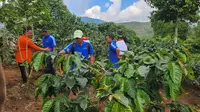 Kebun Kopi Cikoneng Berpotensi Tembus Pasar Dunia, Direvitalisasi Guna Tingkatkan Produktivitas