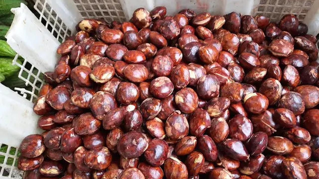 Cara Merebus Jengkol agar Empuk dan Tidak Berbau Hanya Dalam Waktu 30 Menit