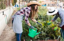 Merawat Tanaman, Merawat Diri: Manfaat Berkebun bagi Kesehatan Fisik dan Mental