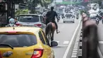 Seorang pria terlihat menunggangi kuda usai melaksanakan sholat Jumat di kawasan Jalan Raya Kramat Jati, Jakarta, Jumat (23/6/2023). (Liputan6.com/Faizal Fanani)