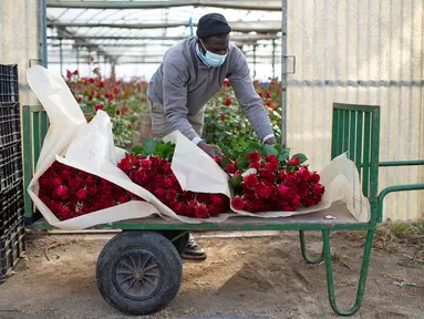 Pekerja pertanian membawa mawar yang dipilih untuk Festival Sant Jordi di Santa Susanna, dekat Barcelona, Spanyol, Selasa (20/4/2021). Perkumpulan toko bunga memperkirakan bahwa lebih dari 4 juta mawar terjual setiap tahun pada Festival Sant Jordi. (Josep LAGO/AFP)