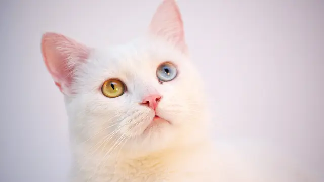 10 Jenis Kucing Termahal di Dunia, Berapa Harganya?