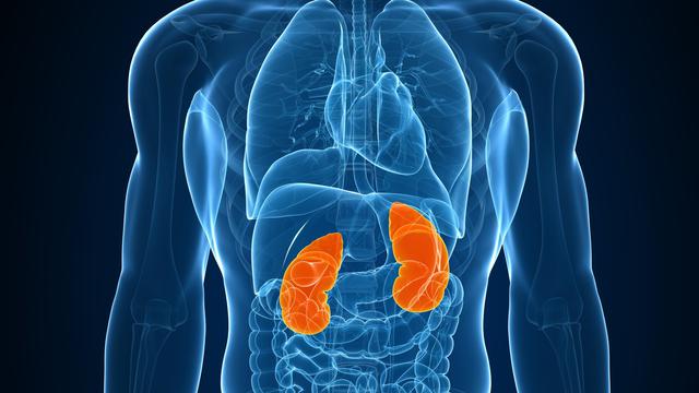 Unduh 770 Koleksi Gambar Ginjal Tanpa Keterangan Terbaru 