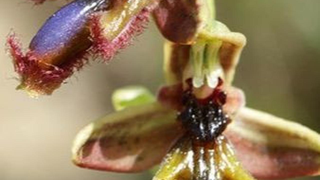 Ophrys Regis-Ferdinandii