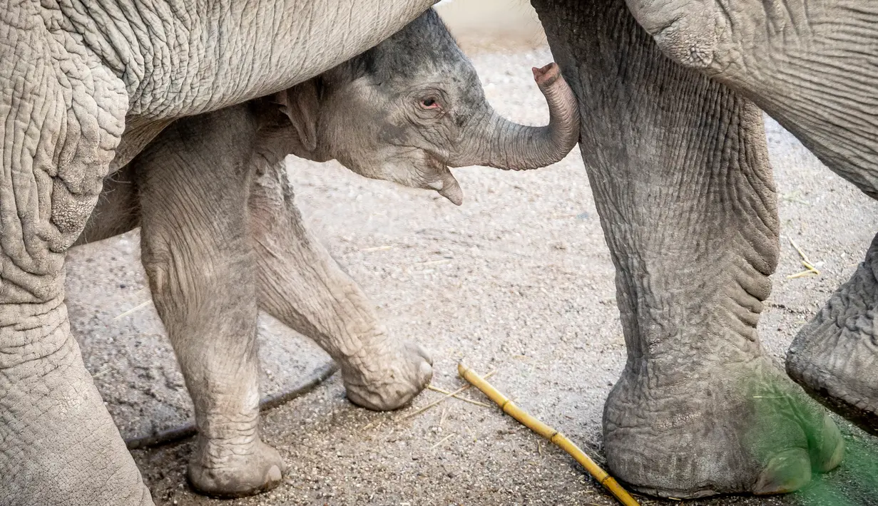 Bayi gajah, Mun berdiri di samping ibunya, gajah Asia berusia 22 tahun, Surin, saat pertama kali berjalan di kandang mereka di Kebun Binatang Kopenhagen, Rabu (7/10/2020). Bayi gajah tersebut lahir pada 1 Oktober 2020 lalu. (Photo by Mads Claus Rasmussen / Ritzau Scanpix / AFP)