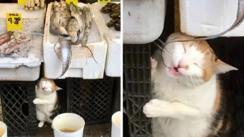 10 Potret Saat Kucing Menjaga Toko Ini Bikin Tepuk Jidat