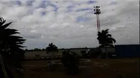 Ribuan belalang memenuhi Bandara Umbu Mehang Kunda, Kota Waingapu, Kabupaten Sumba Timur, Nusa Tenggara Timur. (Liputan6.com/Ola Keda)