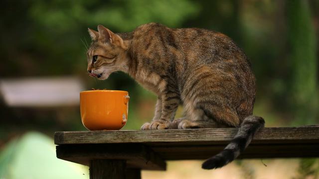 Makanan kucing  (sumber: Pixabay)