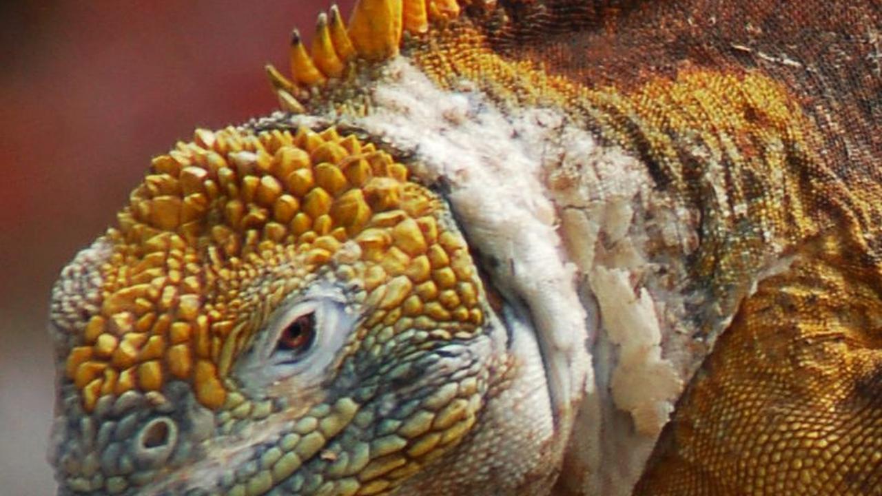 9. Iguana Pulau Galapagos<br>