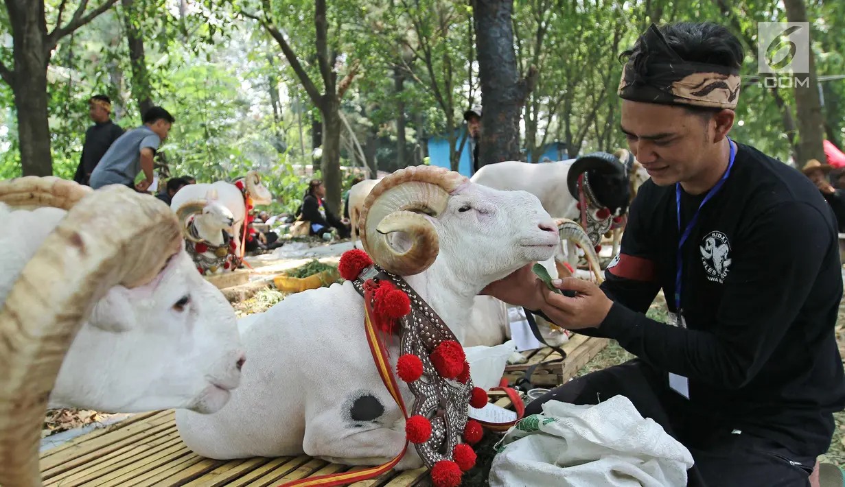 Peserta memberikan makan domba saat lomba kontes ternak domba dalam acara Jambore Peternakan Nasional 2017 di Buperta Cibubur, Jakarta, Sabtu (23/9). Kontes ternak domba diikuti 131 peserta. (Liputan6.com/Herman Zakharia)