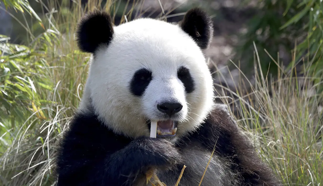 Panda Meng Meng betina duduk dalam kandangnya di Berlin, Jerman, Senin (31/8/2020). (AP Photo/Michael Sohn)