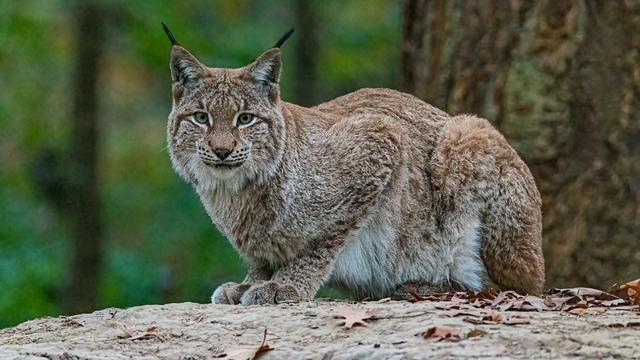 Lynx