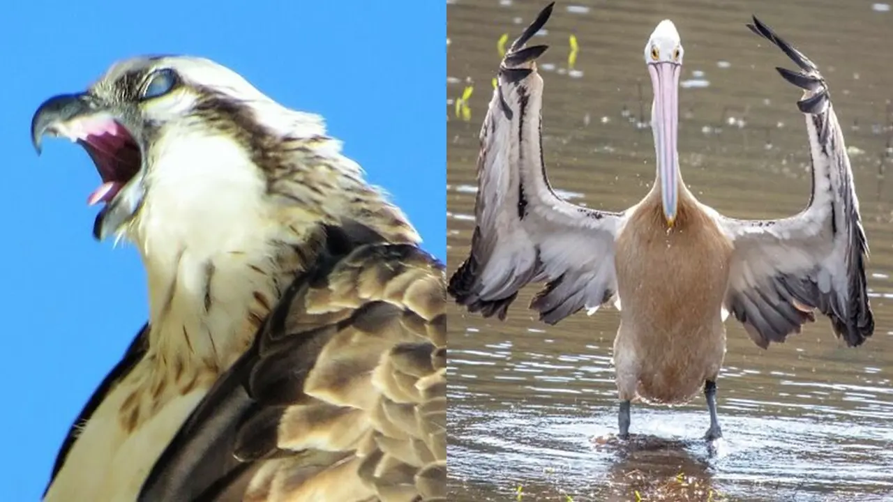 Tingkah Kocak Burung