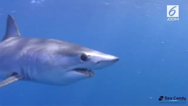 Sebuah momen langka terekam kamera saat beberapa penyelam berenang dikelilingi beberapa hiu biru dan hiu mako di Afrika Selatan.
