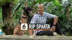 Sparta, anjing jenis Belgian Malinois yang sempat diobservasi usai menyerang ART mati. Anjing milik presenter Bima Aryo ini menderita penyakit parasit darah.