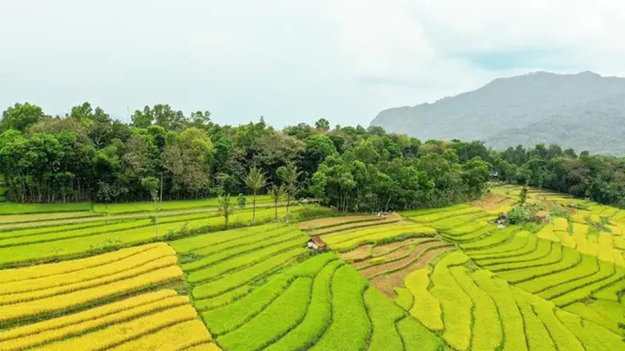 Petani Kini Bisa Panen 4 Kali Setahun, Ternyata Ini Rahasianya