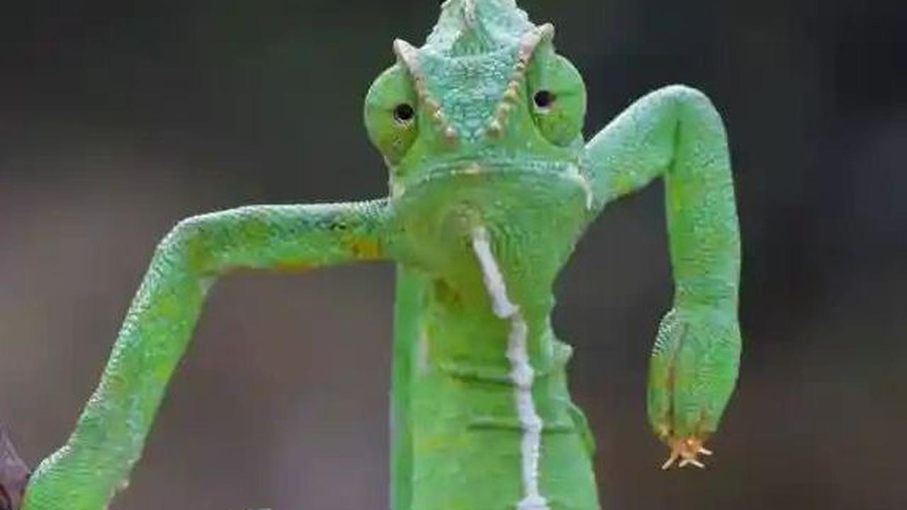 Kumpulan Foto Lucu Hewan, Momen Terbaik Hasil Jepretan Fotografer Andal