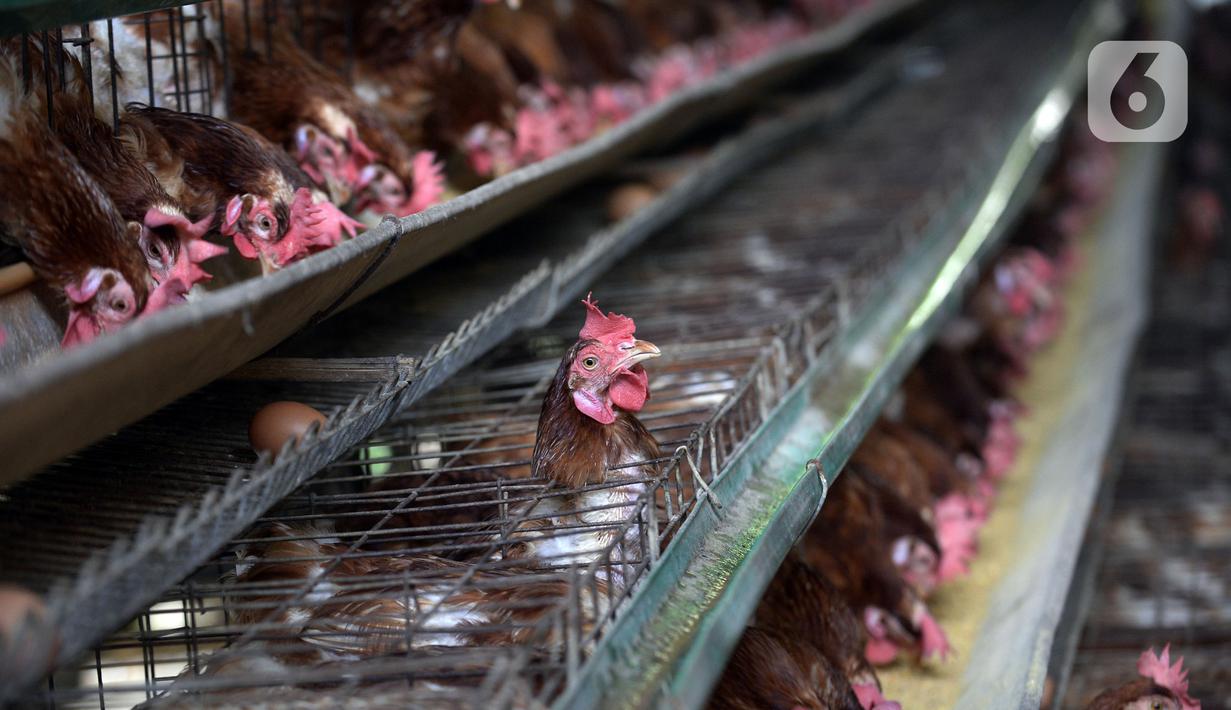 Ayam-ayam petelur terlihat di sebuah peternakan di Desa Pengasinan, Gunung Sindur, Kabupaten Bogor, Jawa Barat, Selasa (6/10/2020). Harga telur eceran sempat mencapai Rp 24 ribu per kilogram, sekarang turun Rp 18,500 per kilogram. (merdeka.com/Dwi Narwoko)