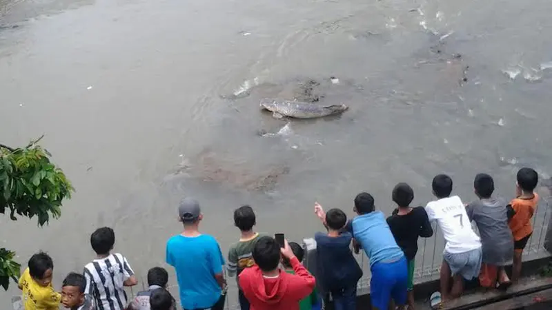 20151129-Warga Bogor-Dihebohkan Penemuan Ikan 'Raksasa'-Kali Ciliwung-Bogor