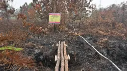 Kondisi lahan gambut yang terbakar di Kampar, provinsi Riau pada 17 September 2019. Kebakaran hutan dan lahan (karhutla) yang masih terjadi membuat sejumlah wilayah di Provinsi Riau terpapar kabut asap. (ADEK BERRY / AFP)