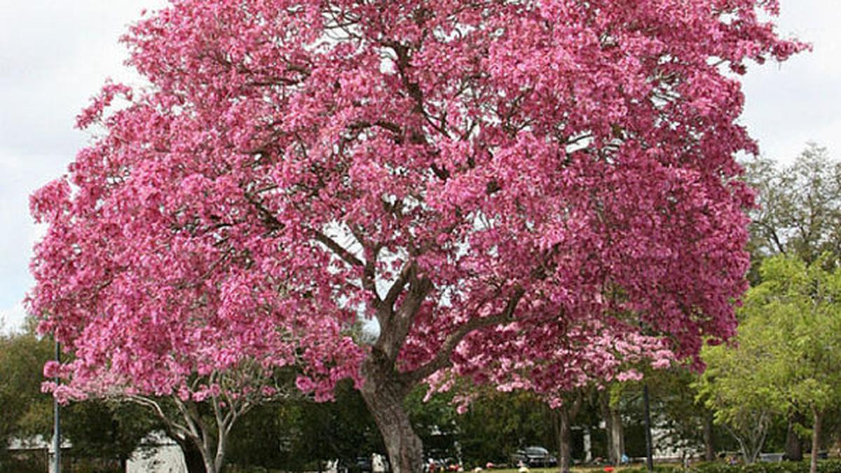 7 Tanaman Peneduh Halaman yang Dipercaya Membawa Rezeki