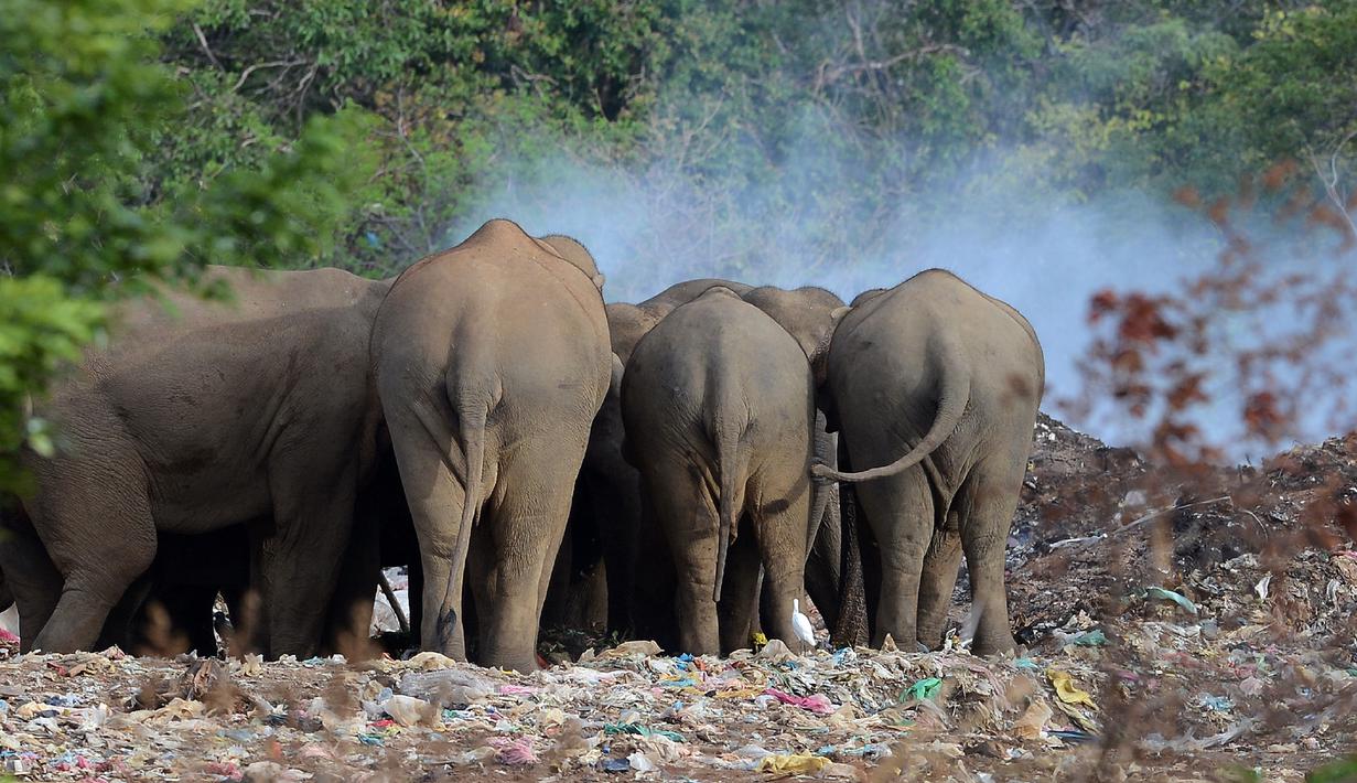 PHOTO Miris Sampah Jadi Sumber Makanan Gajah  di Sri 