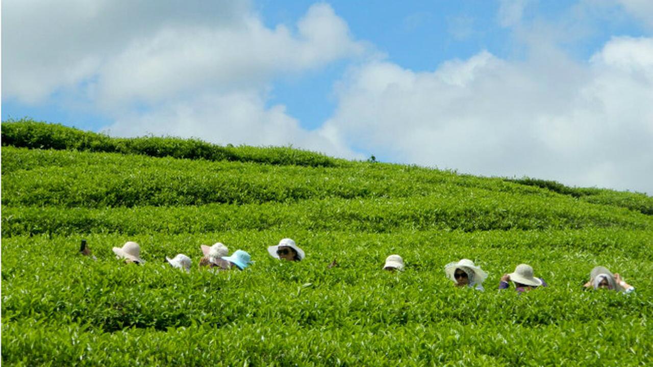 Segarnya Pagi Menikmati Secangkir Teh Hangat di Kebun Teh Solok
