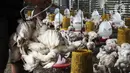 Pekerja menimbang ayam yang dipesan konsumen di tempat pemotongan ayam, Jakarta, Jumat (3/12/2021). Jelang Natal dan Tahun Baru harga beberapa kebutuhan pokok khususnya daging sapi dan ayam masih stabil, kecuali minyak goreng curah yang mengalami kenaikan. (Liputan6.com/Johan Tallo)