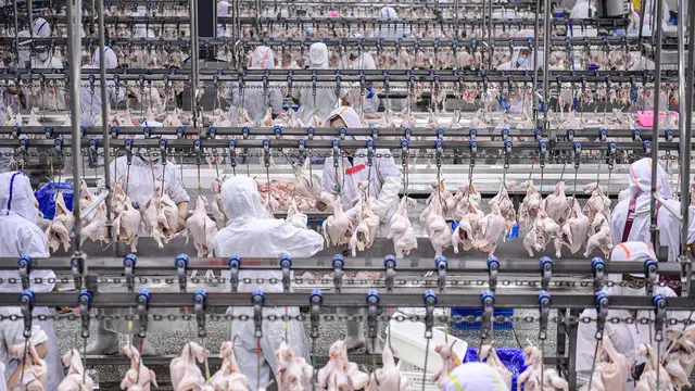 Intip Aktivitas Pabrik Daging dan Unggas di China