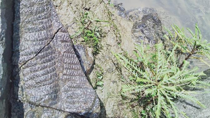 Fosil daun yang ditemukan Geopark Merangin di Desa Batu, Merangin, Jambi. (Liputan6.com/Gresi Plasmanto)