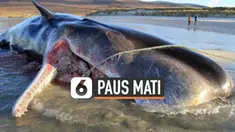 THUMBNAIL PAUS SPERMA