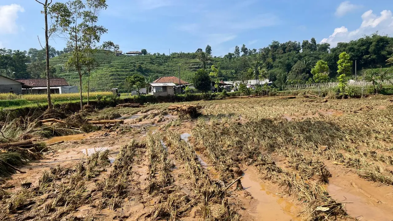 Pilu Petani Sukabumi, Modal Habis 4,38 Hektare Sawah Ludes Disapu Banjir Bandang