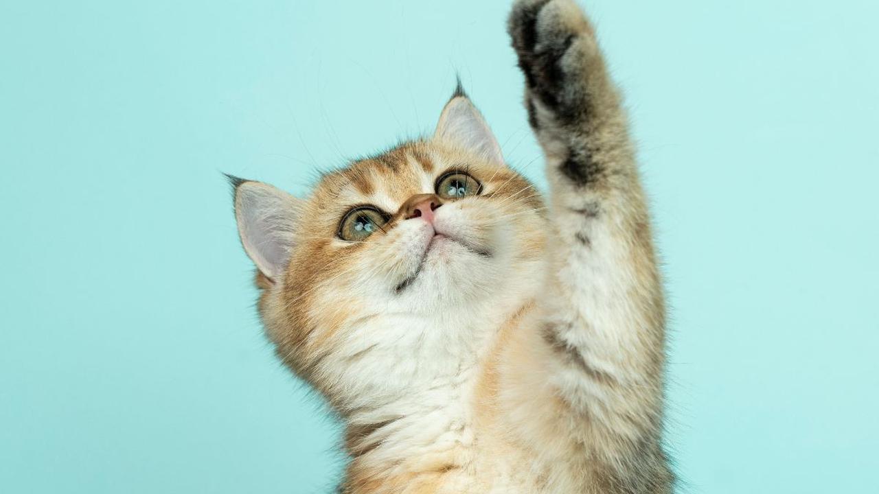 Untuk mengidentifikasi kucing yang mungkin terinfeksi rabies, penting untuk memahami ciri-ciri khas yang biasanya terkait dengan kondisi ini. <br><br>Dengan memahami tanda yang mungkin muncul pada kucing rabies, kita dapat menerapkan langkah pencegahan un