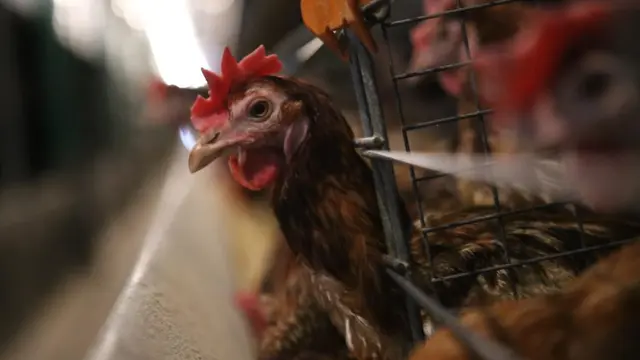 Mentan: Stok dan Pasokan Telur Ayam Beberapa Bulan ke Depan Dipastikan Aman